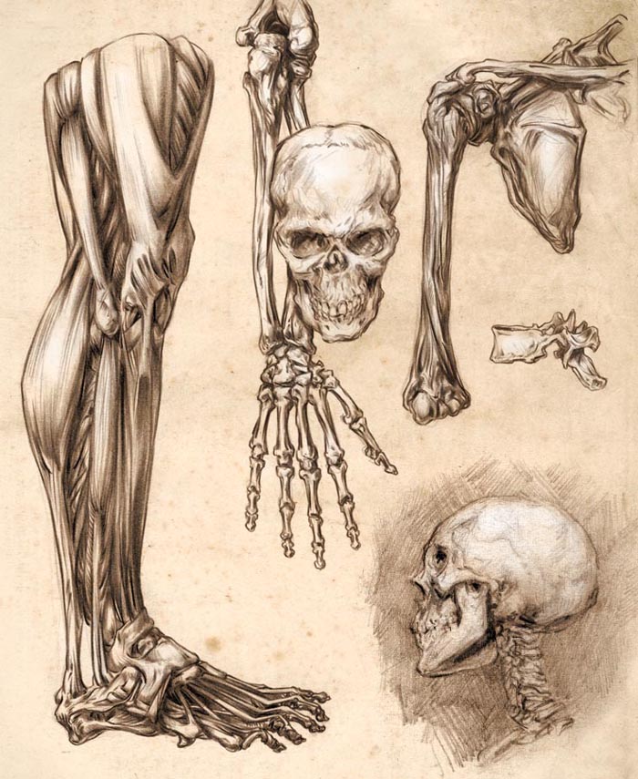 Design Context: OUGD403: Research Into The Human Anatomy